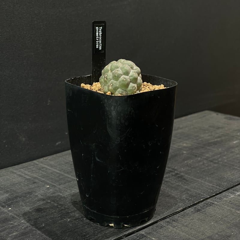 テフロカクタス ゲオメトリクス 鉢ごと テフロカクタス ゲオメトリクス × saki KonomeAme-木の芽雨- | MEGASHEEP