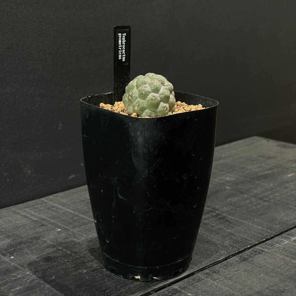 テフロカクタス ゲオメトリクス 鉢ごと テフロカクタス ゲオメトリクス/盆栽、多肉植物、塊根植物、観葉