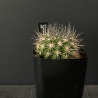 サボテン ギムノカリキウム 大型鬼胆丸 × プラ鉢 | 最終的に