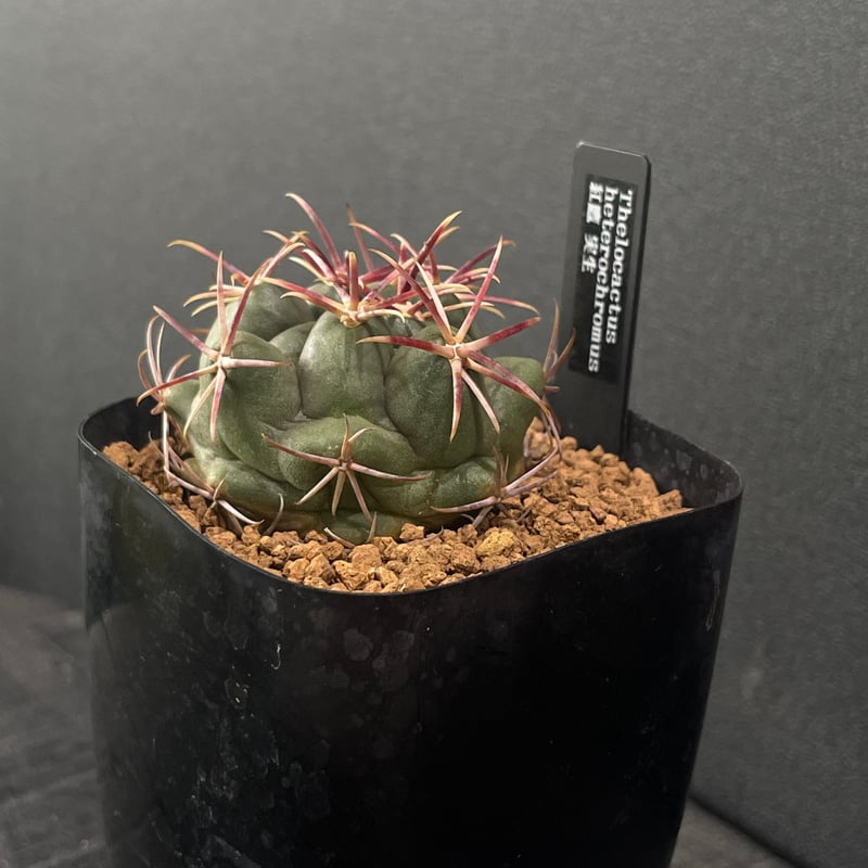 サボテン テロカクタス 紅鷹 古株 実生 楽天市場】サボテン：テロカクタス 紅鷹*幅3cm ☆赤松実生