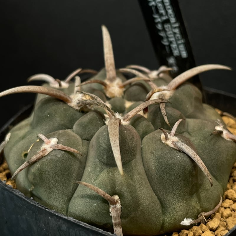 サボテン ギムノカリキウム スーパーバッテリー × プラ鉢 | 最終的に