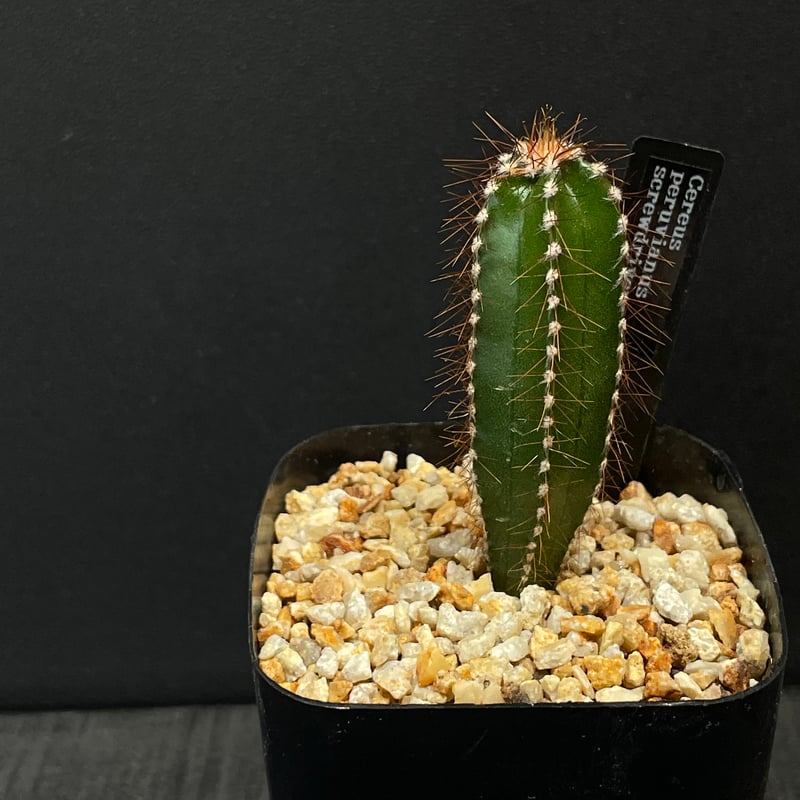 サボテン ケレウス スクリュードライバー × プラ鉢 | 最終的にサボテン
