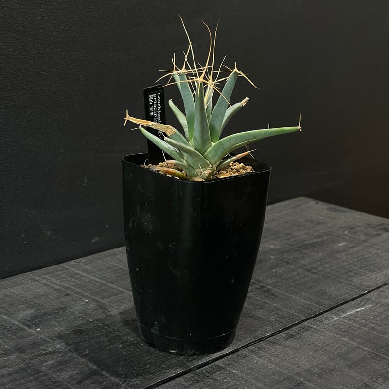 サボテン レウクテンベルギア・プリンキピス 晃山 × プラ鉢 | 最終的に