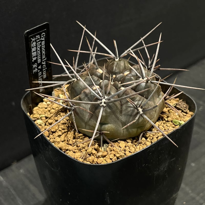 サボテン ギムノカリキウム 大型鬼胆丸 × プラ鉢 | 最終的にサボテン