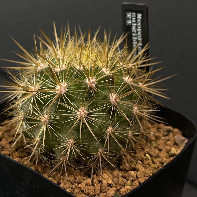 サボテン エリオシケ（旧ネオポルテリア) サブギボサ × プラ鉢 | 最終