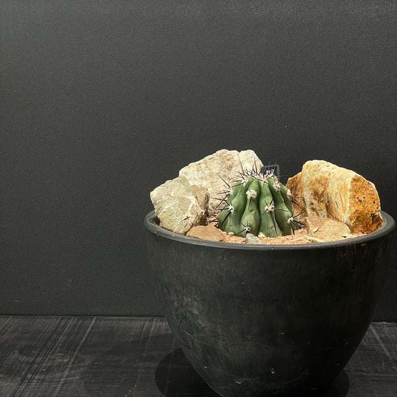 サボテン コピアポア 黒王丸 × HABITAT STYLE | 最終的にサボテン