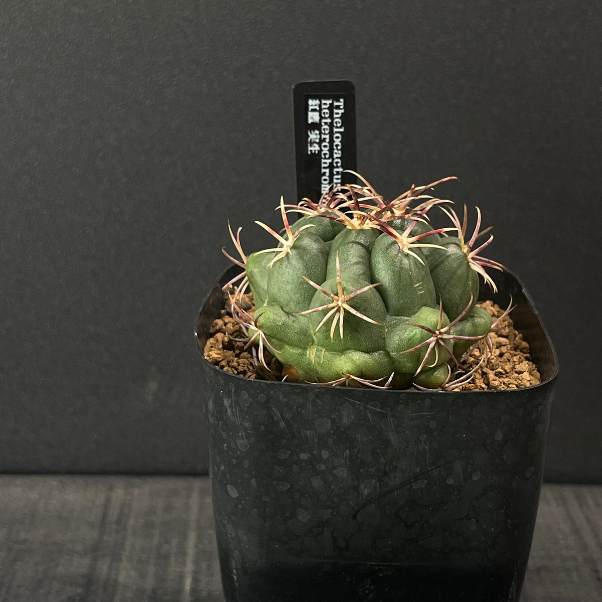 F407 テロカクタス 紅鷹 サボテン 多肉植物 特選 極上大株 サボテン テロカクタス 紅鷹 × プラ鉢 | 最終的にサボテン オンライン