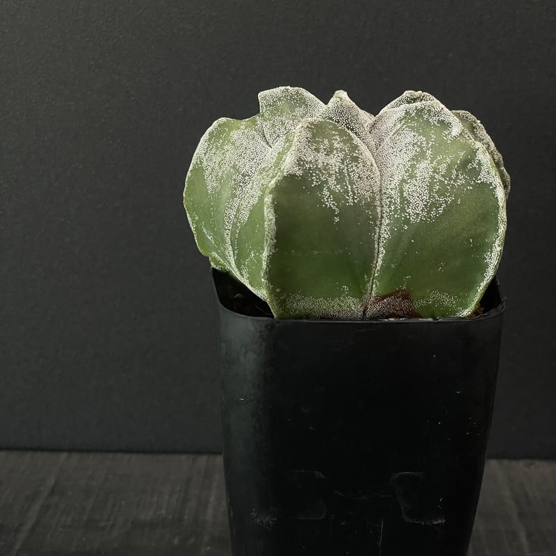 サボテン kota7ka いつもありがとうございます😊 昨日もちょこっと入荷です。 鸞鳳