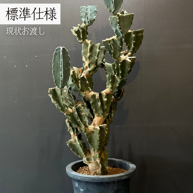 お祝いサボテン】柱サボテン 鬼面角 ブランチ ※ランダム発送