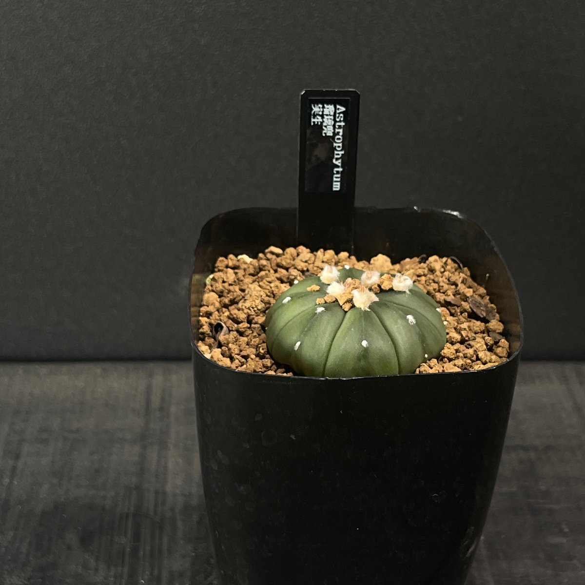 サボテン アストロフィツム 瑠璃兜 × プラ鉢 | 最終的にサボテン