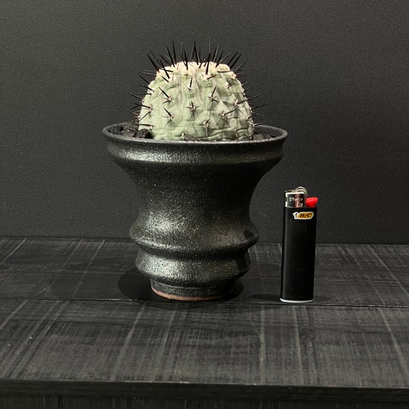 コピアポア 国王丸【 強刺】 実生 陶器鉢付き コピアポア 国王丸【 強刺】 実生 陶器鉢付き コピアポア 強刺黒