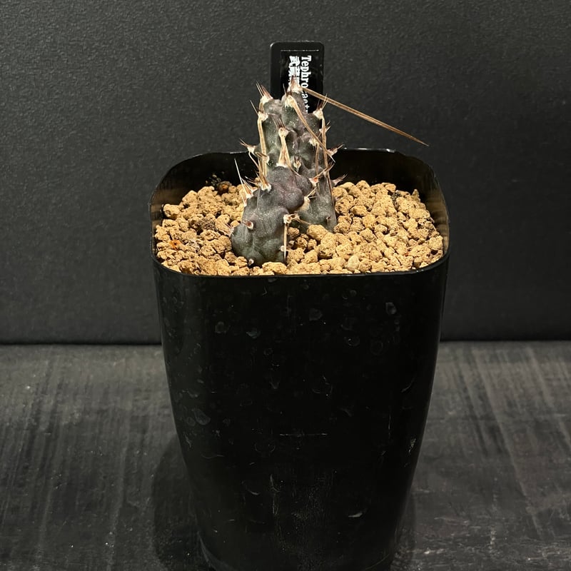 プテロカクタス、テロケファラフルセット＋テフロカクタス２０種おまけ サボテン テフロカクタス 武蔵野 × プラ鉢 | 最終的にサボテン