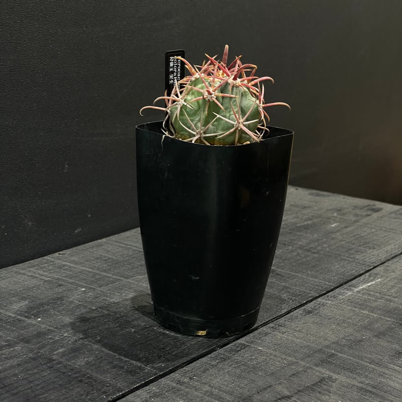 サボテン フェロカクタス 神仙玉 × プラ鉢 | 最終的にサボテン
