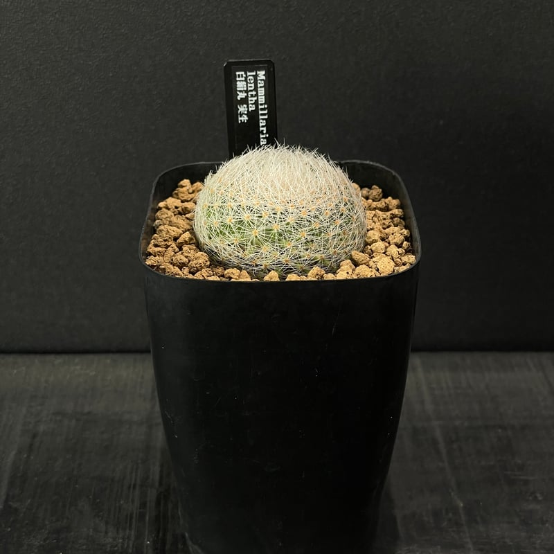 サボテン マミラリア 白絹丸 × プラ鉢 | 最終的にサボテン オンライン