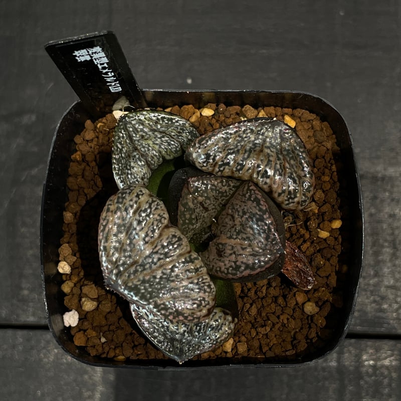 多肉植物 ハオルチア 翠雲 × プラ鉢 | 最終的にサボテン オンラインストア