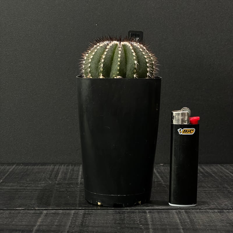 サボテン ユーベルマニア ペクチニフェラ × プラ鉢 | 最終的にサボテン