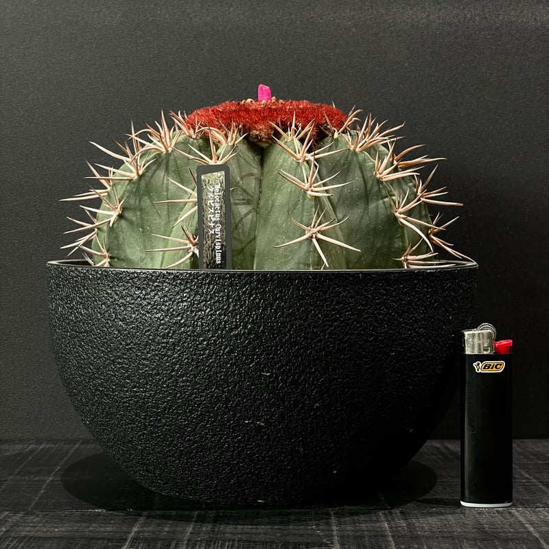 サボテン メロカクタス クルビスピナス × 樹脂鉢 | 最終的にサボテン