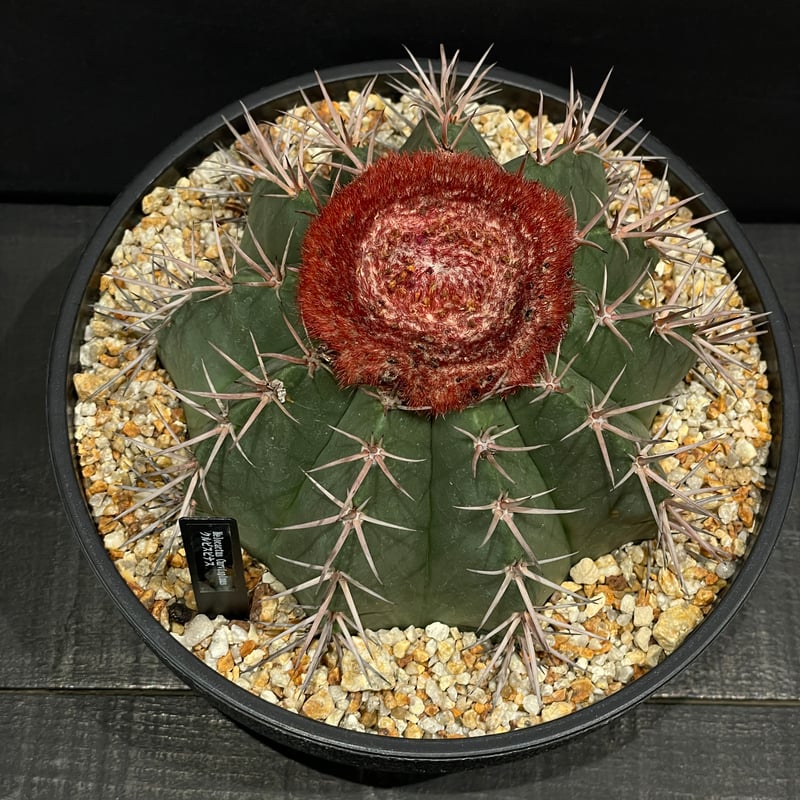 サボテン メロカクタス クルビスピナス × 樹脂鉢 | 最終的にサボテン