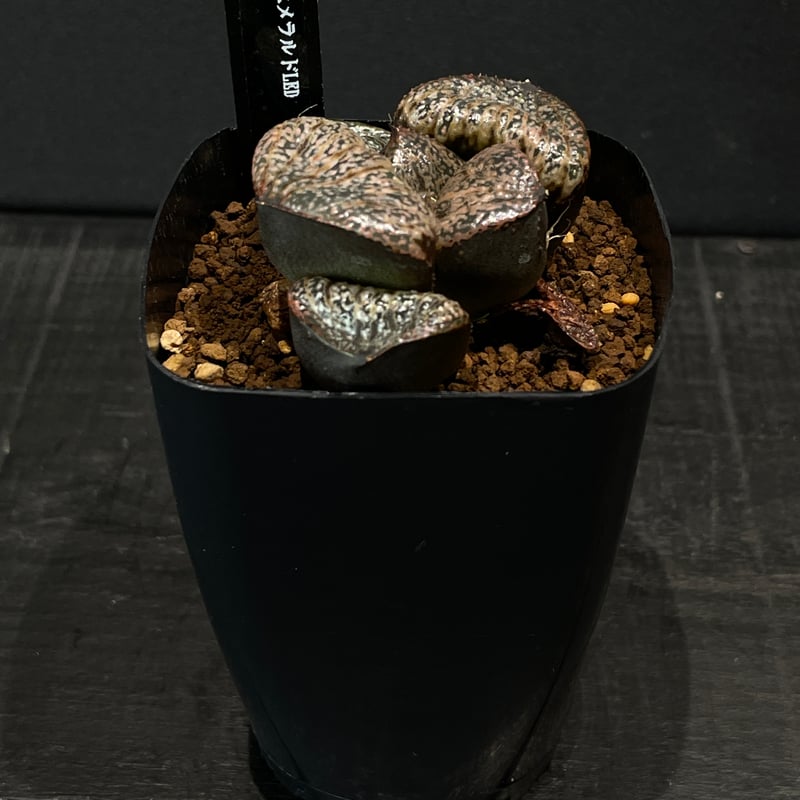 多肉植物 ハオルチア 翠雲 × プラ鉢 | 最終的にサボテン オンラインストア