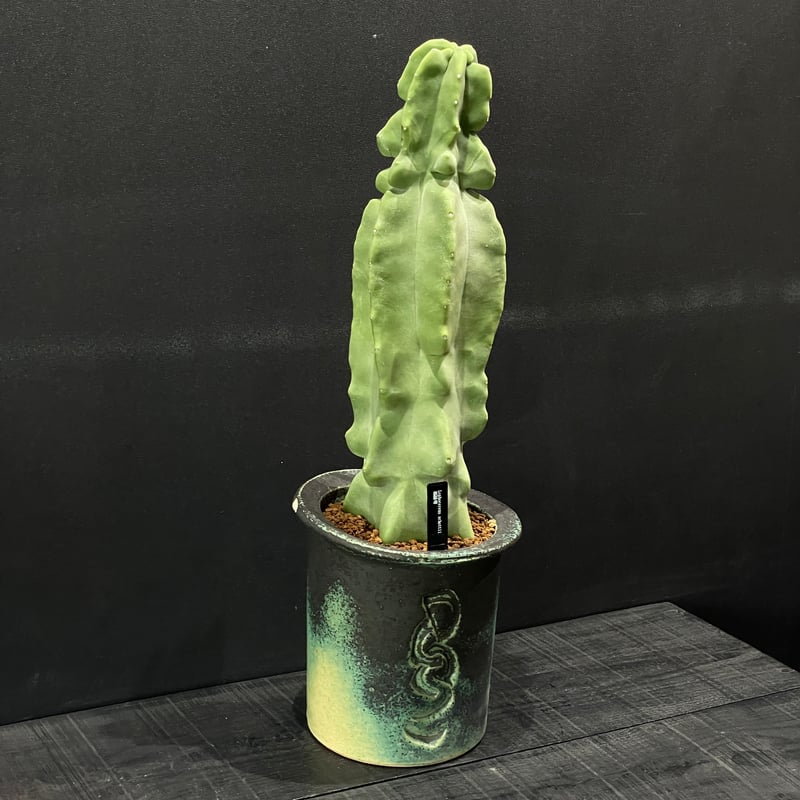 サボテン ロホセレウス 福緑寿 × 陶器鉢 | 最終的にサボテン