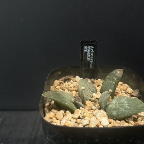 アリオカルプス | STORES