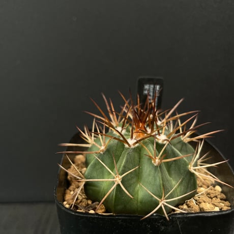 ドライガーデン | STORES