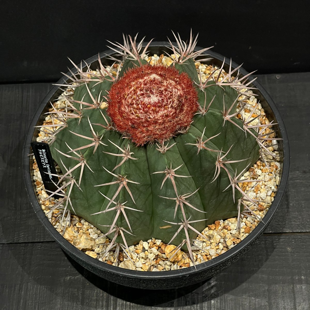 サボテン メロカクタス クルビスピナス × 樹脂鉢 | 最終的にサボテン