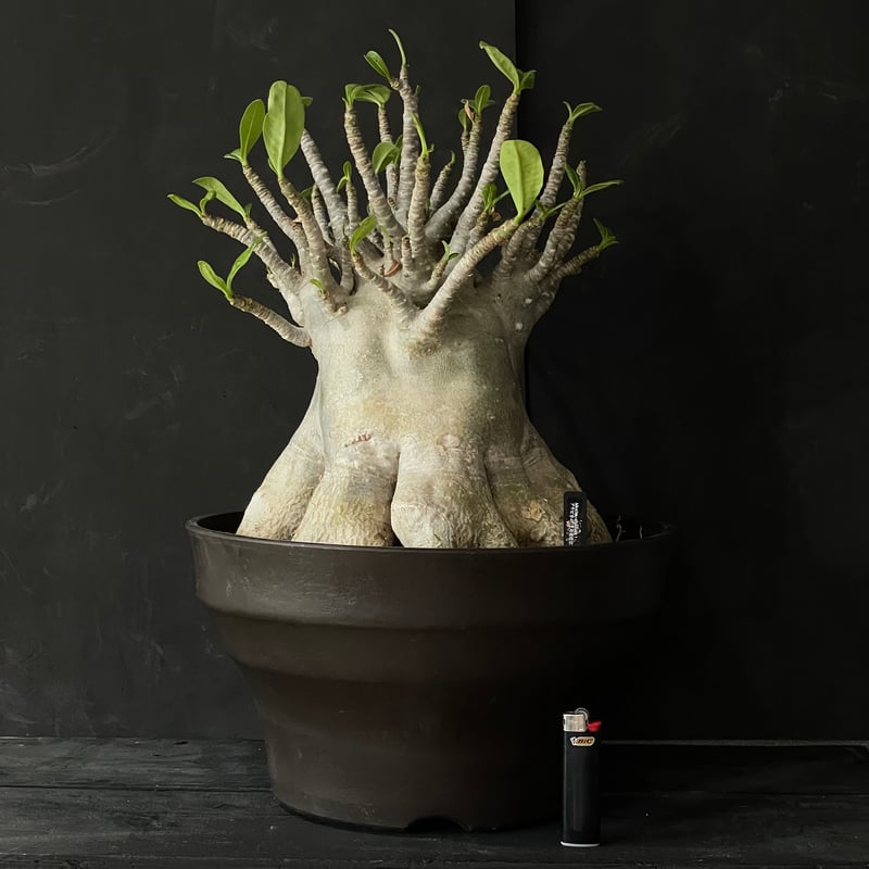塊根植物 アデニウム アラビカム（タコ足仕立て） × プラ鉢 | 最終的に