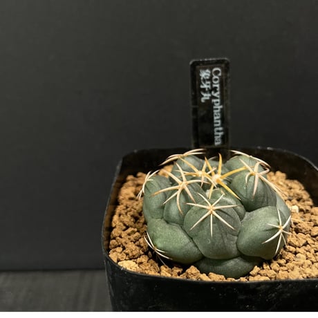 ドライガーデン | STORES