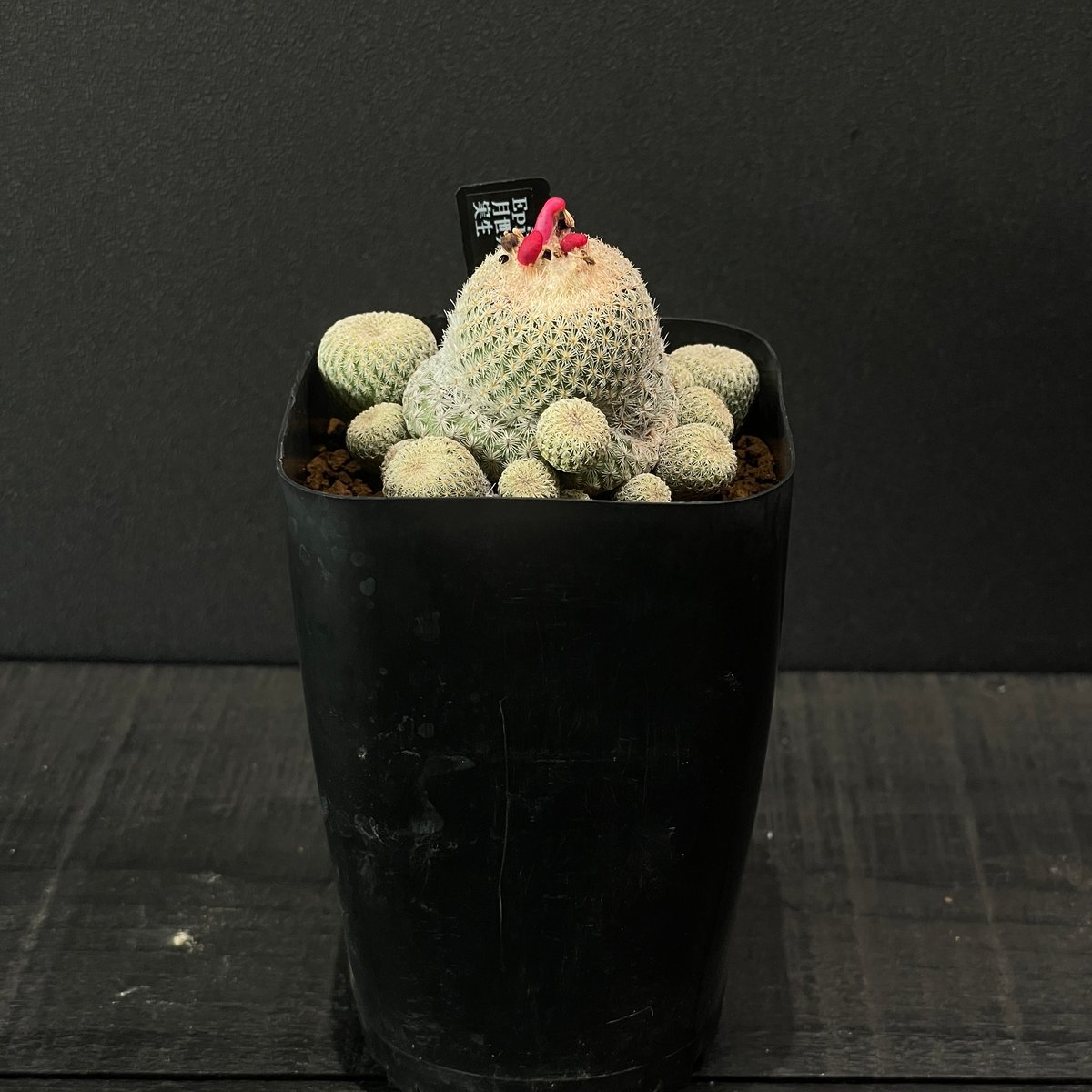 サボテン エピテランサ 月世界sb63 × プラ鉢 | 最終的にサボテン