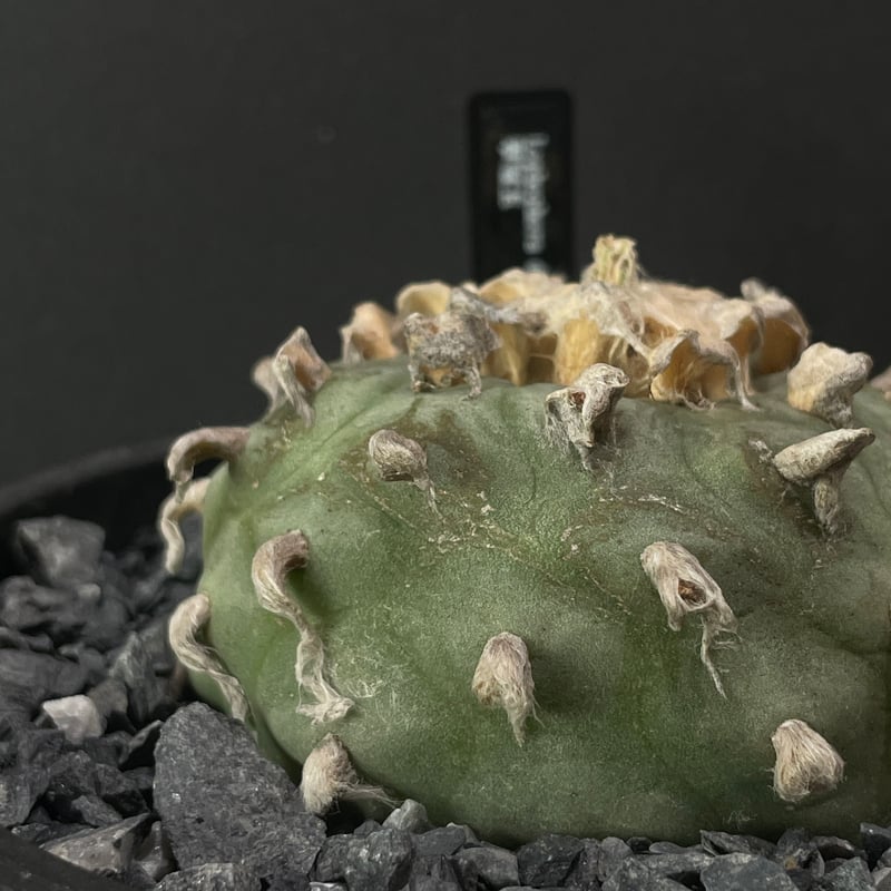 サボテン ロフォフォラ 翠冠玉 × BLACK PLASTIC POT（ロゴ入り