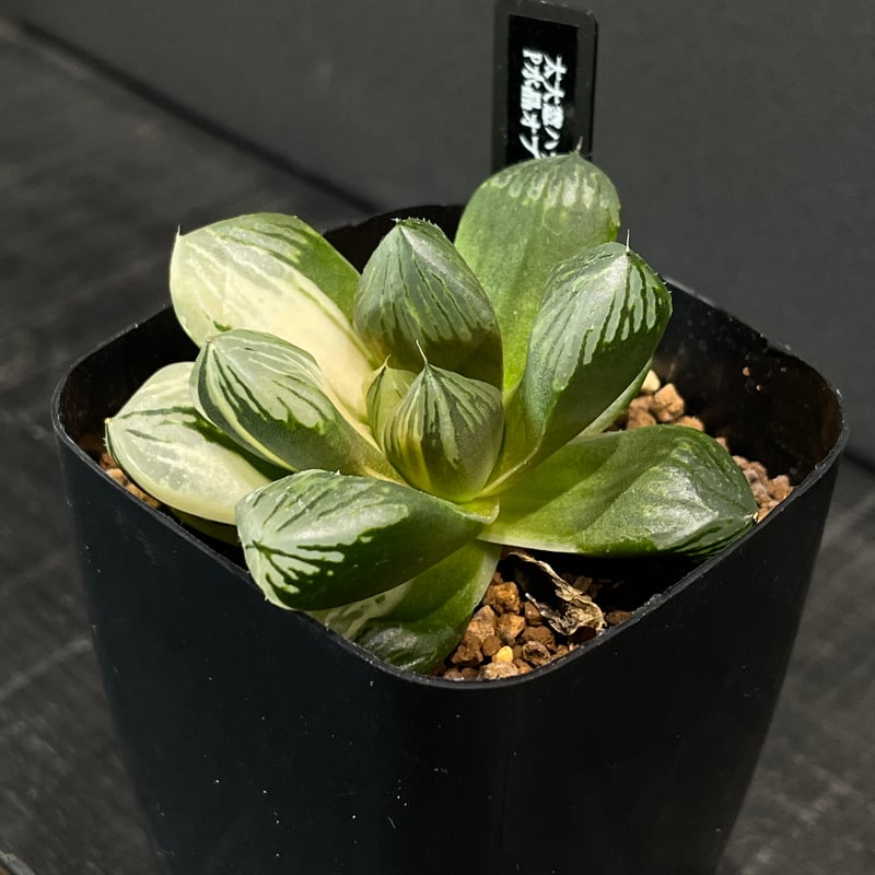 多肉植物 ハオルチア P水晶オブツーサ錦 × プラ鉢 | 最終的に