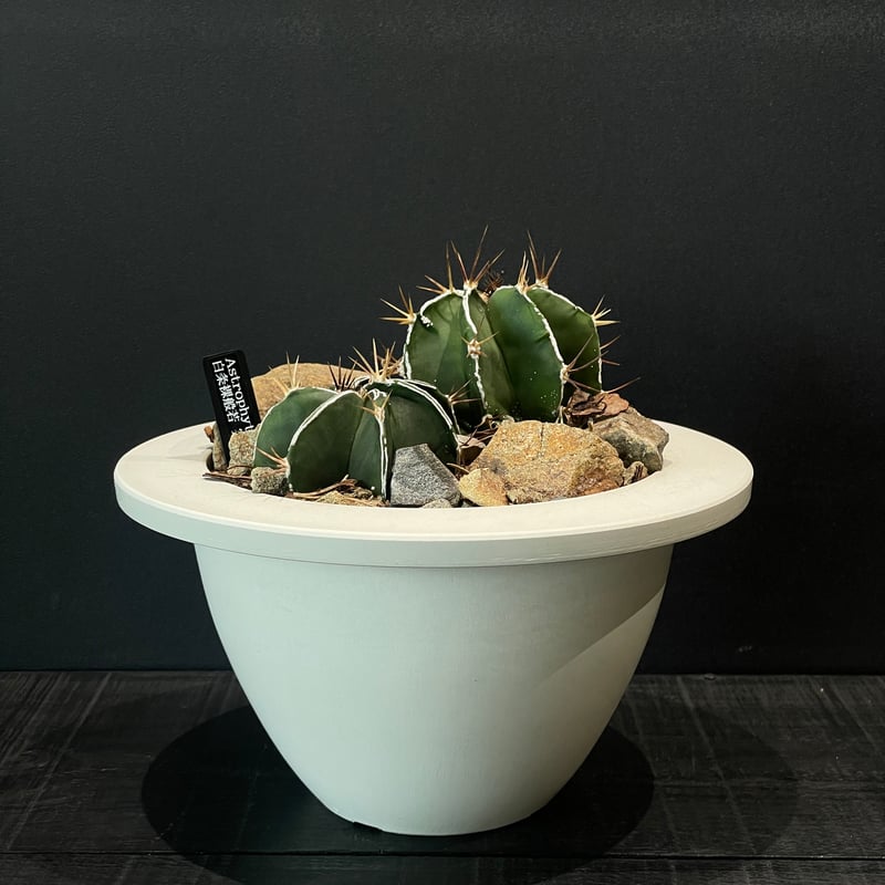 サボテン アストロフィツム 白条裸般若 × HABITAT STYLE | 最終的に