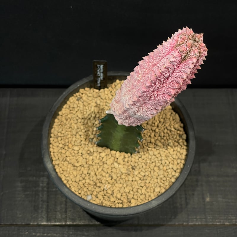 コーデックス ユーフォルビア アブデルクリ ”ダマスク” 接ぎ木 × BLACK