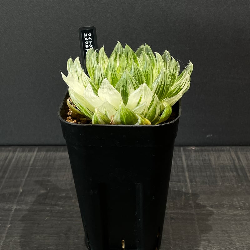 朝*葱様 多肉植物　ハオルチア　エメラルドLED変異琥珀斑 希少品 朝*葱様 多肉植物 ハオルチア エメラルドLED変異琥珀斑 希少品 朝*