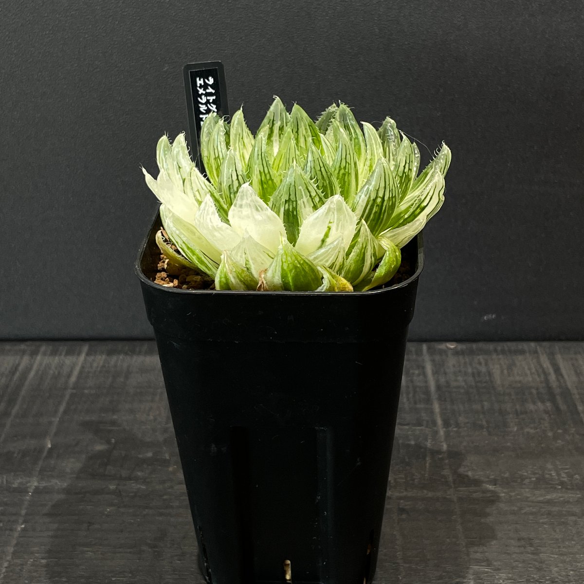 多肉植物 ハオルチア エメラルドLED錦 × プラ鉢 | 最終的にサボテン