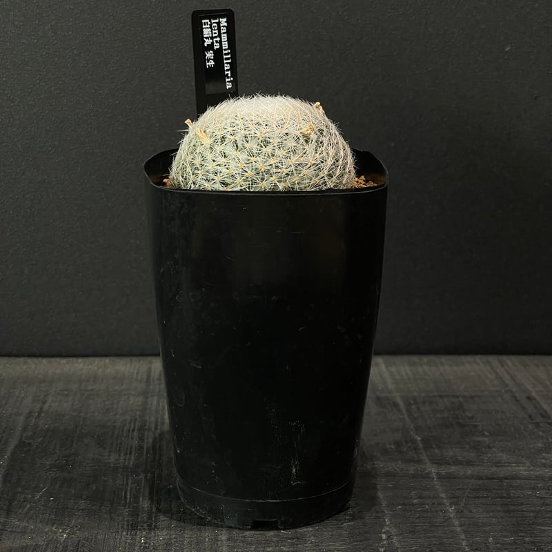 サボテン マミラリア 白絹丸 × プラ鉢 | 最終的にサボテン オンライン