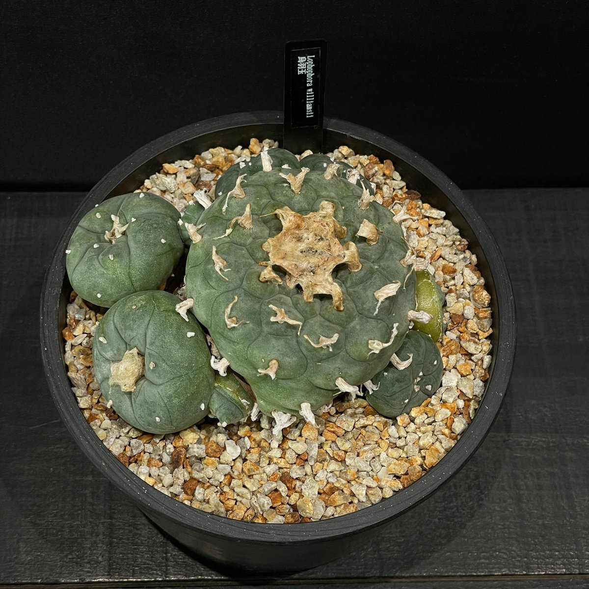 サボテン ロフォフォラ 烏羽玉 × BLACK PLASTIC POT | 最終的に