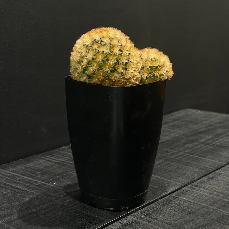 カルメナエ 大株 マミラリア サボテン・マミラリア カルメナエ｜園芸日記by鹿せんべい｜みんなの