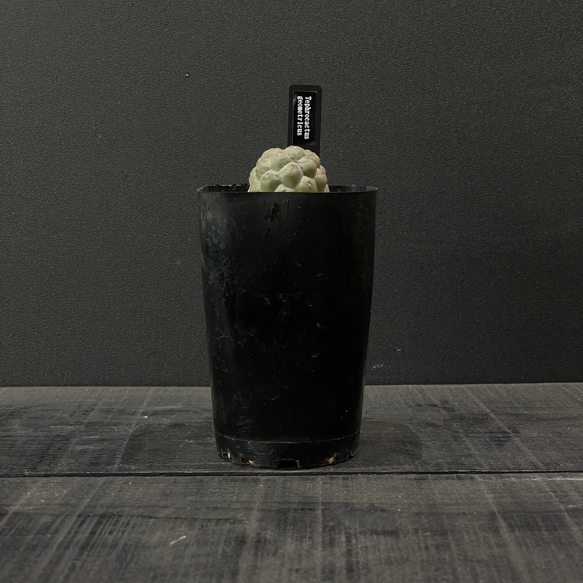 テフロカクタス ゲオメトリクス 極上株 作家鉢 テフロカクタス ゲオ