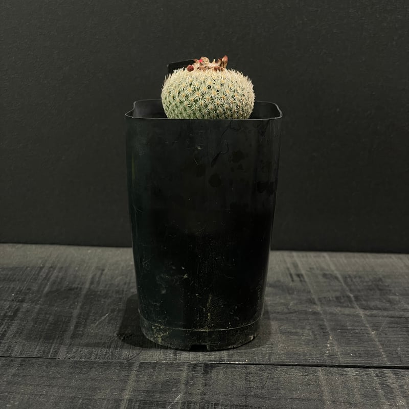 サボテン エピテランサ 月世界 × プラ鉢 | 最終的にサボテン
