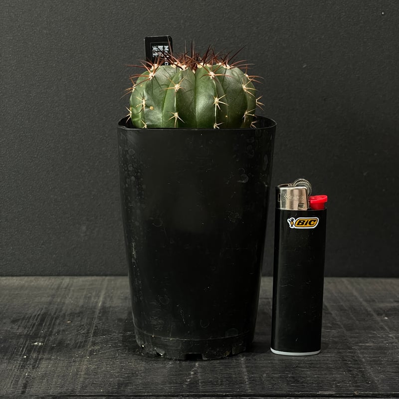 サボテン メロカクタス 層雲 × プラ鉢 | 最終的にサボテン オンライン