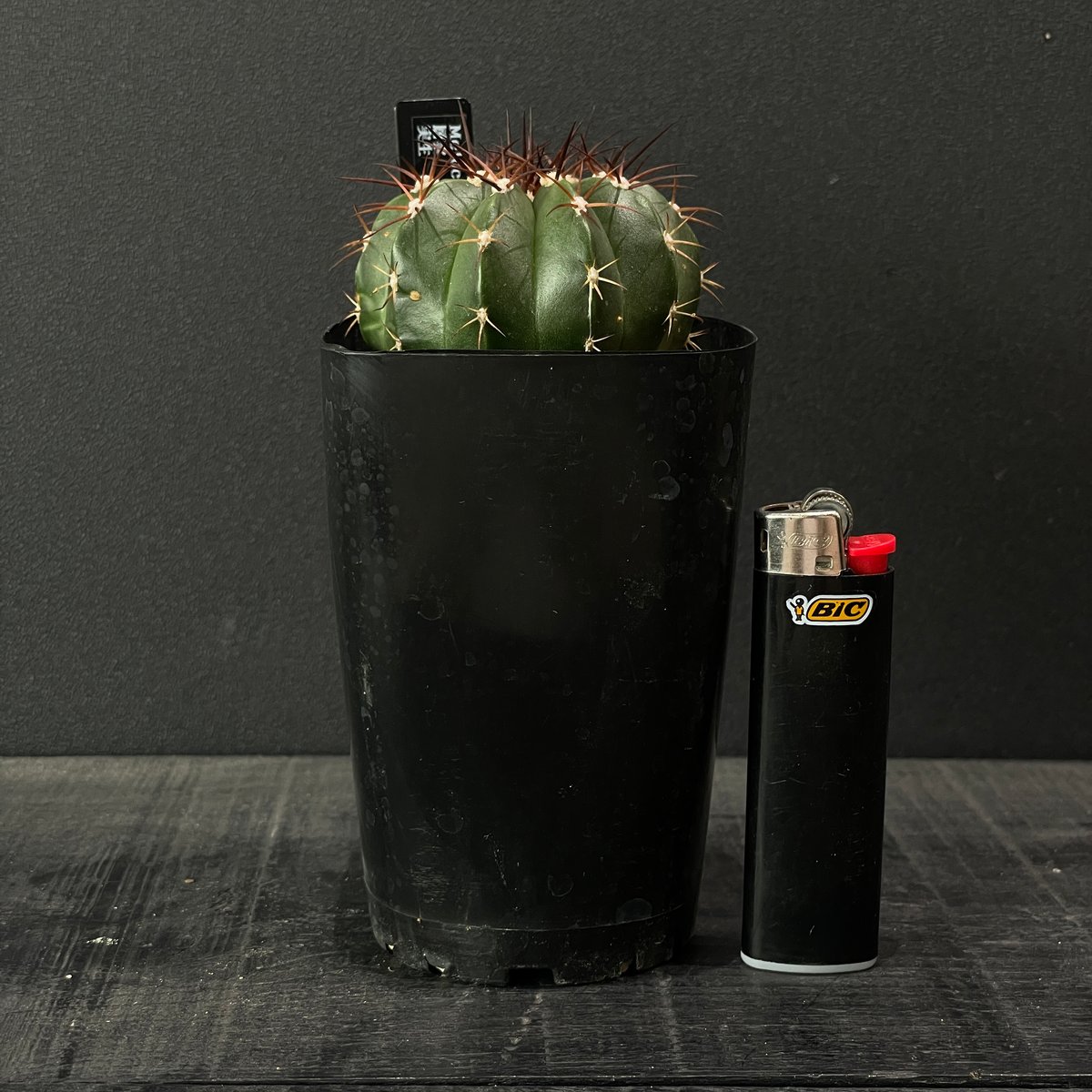 サボテン メロカクタス 層雲 × プラ鉢 | 最終的にサボテン オンライン