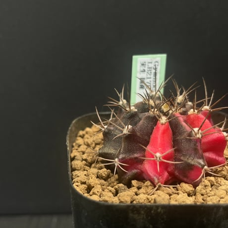 ドライガーデン | STORES