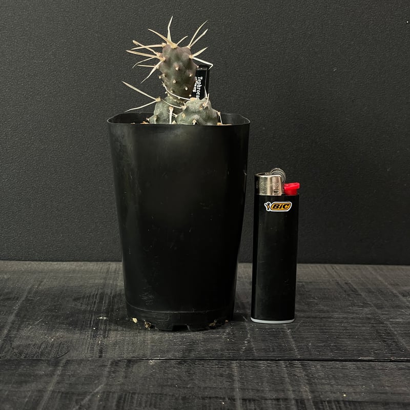 サボテン テフロカクタス 武蔵野 × プラ鉢 | 最終的にサボテン