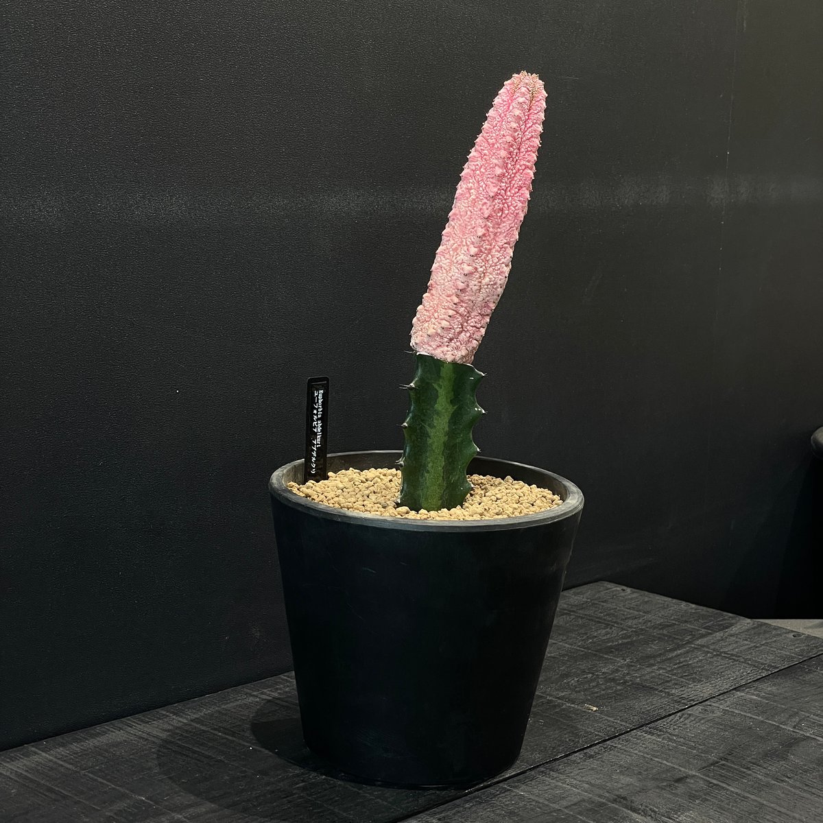 コーデックス ユーフォルビア アブデルクリ ”ダマスク” 接ぎ木 × BLACK