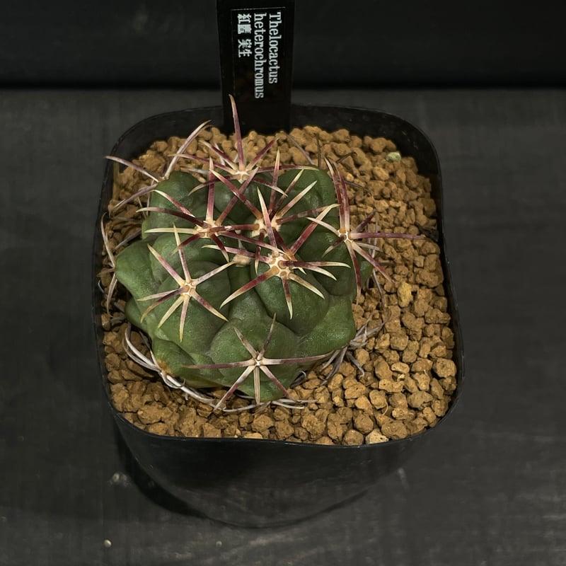 サボテン テロカクタス 紅鷹 古株 実生 サボテン テロカクタス 紅鷹 古株 実生 紅鷹・実生 - カクタス キキ