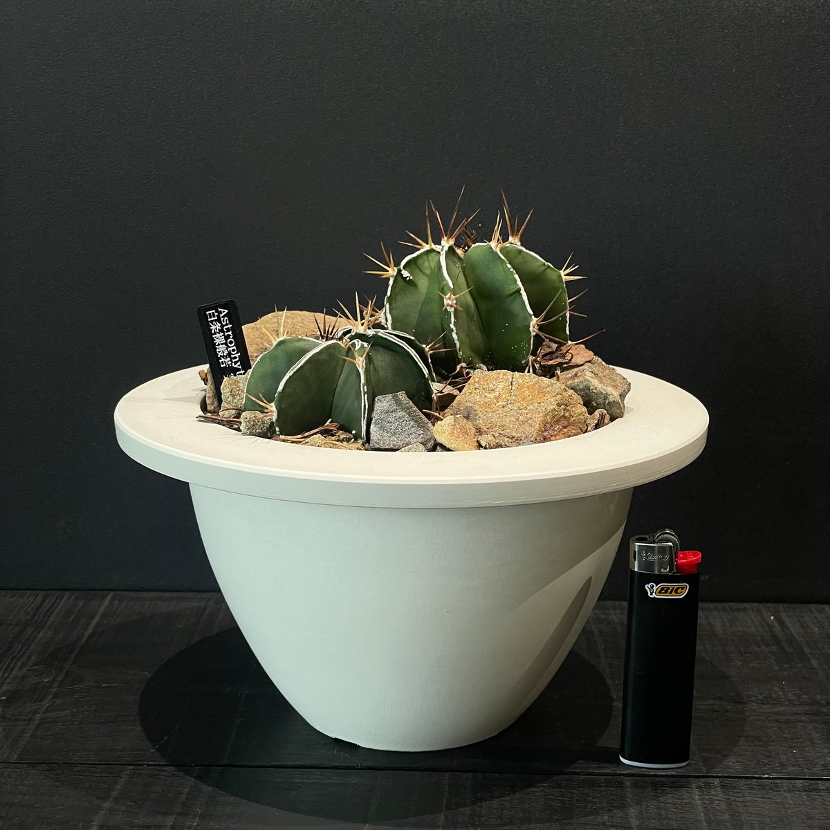 天照太御神　ospグレートホワイトシャーク2鉢 サボテン アストロフィツム 白条裸般若 × HABITAT STYLE | 最終的に