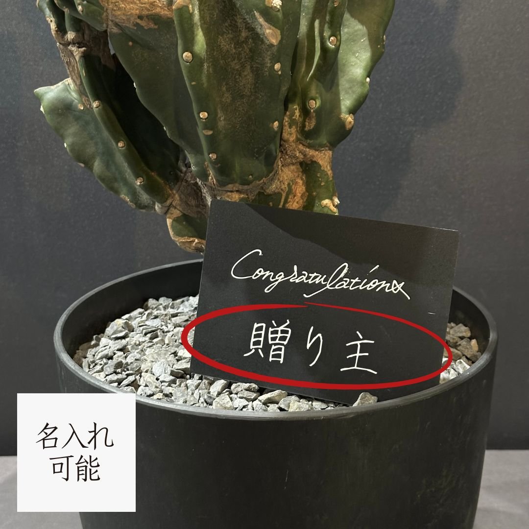 お祝いサボテン】柱サボテン 鬼面角 ブランチ ※ランダム発送