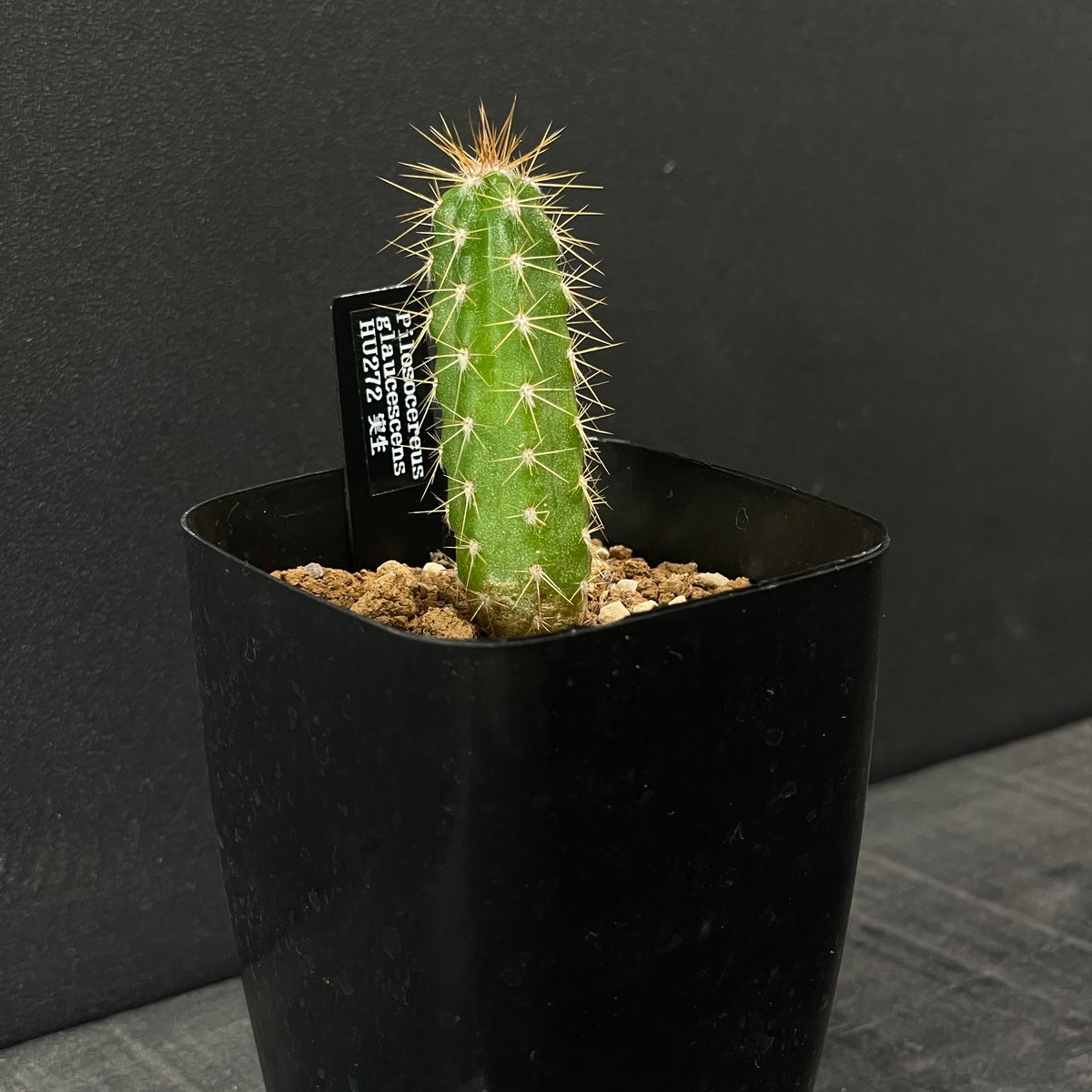 サボテン ピロソケレウス グラウケスケンス × プラ鉢 | 最終的に